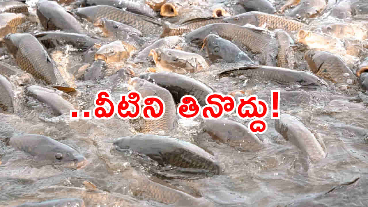 ఆ చేపలు తినొద్దు.. నేపాల్ వరద నీటిలో కొట్టుకొస్తున్న భారీ చేపలు! ప్రభుత్వ హెచ్చరిక