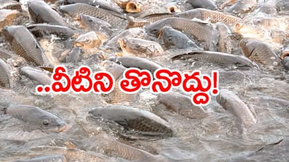 ఆ చేపలు తినొద్దు.. నేపాల్ వరద నీటిలో కొట్టుకొస్తున్న భారీ చేపలు!