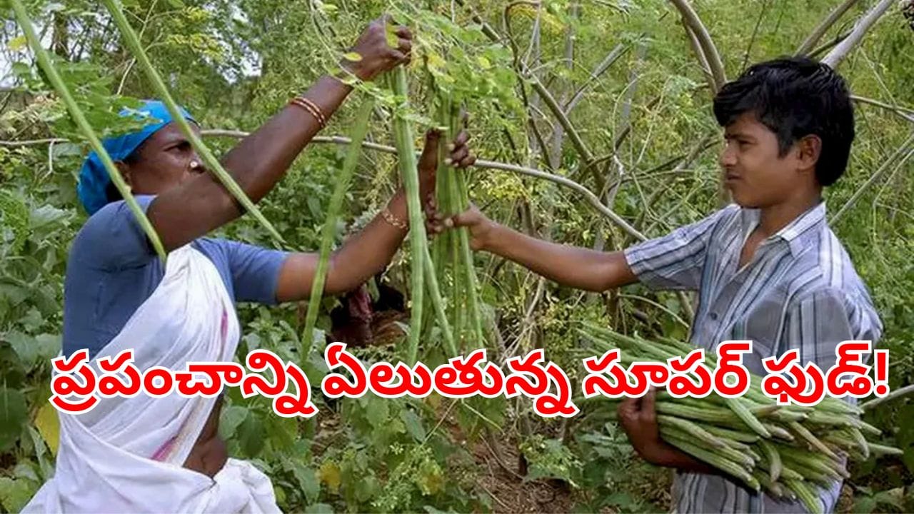 Moringa Supply: ప్రపంచంలోనే అత్యధిక మునగ ఉత్పత్తి చేస్తున్న దేశం ఏదో తెలుసా?
