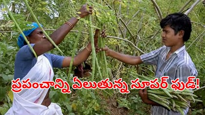 ప్రపంచంలోనే అత్యధిక మునగ ఉత్పత్తి చేస్తున్న దేశం ఏదో తెలుసా?