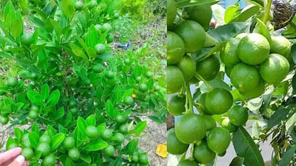 పూత నిలవాలంటే నిమ్మ తోటల్లో ఈ జాగ్రత్తలు పాటించండి...