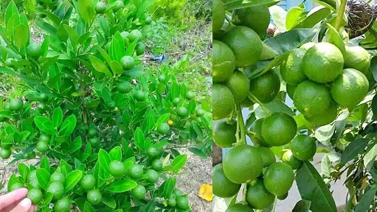 పూత నిలిచేందుకు నిమ్మతోటల్లో పాటించాల్సిన జాగ్రత్తలు..