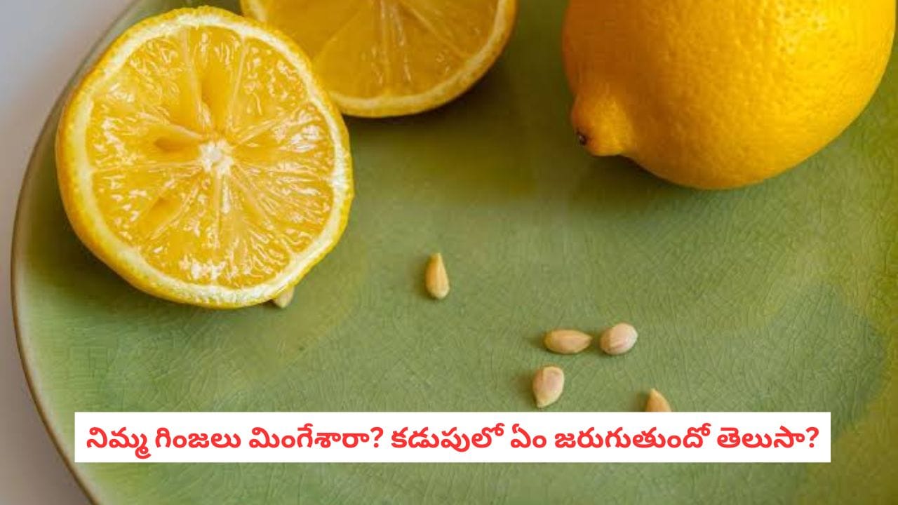Lemon Seed: నిమ్మ గింజలు విషపూరితమా? పొరపాటున మింగితే ఏం జరుగుతుందో తెలుసా?