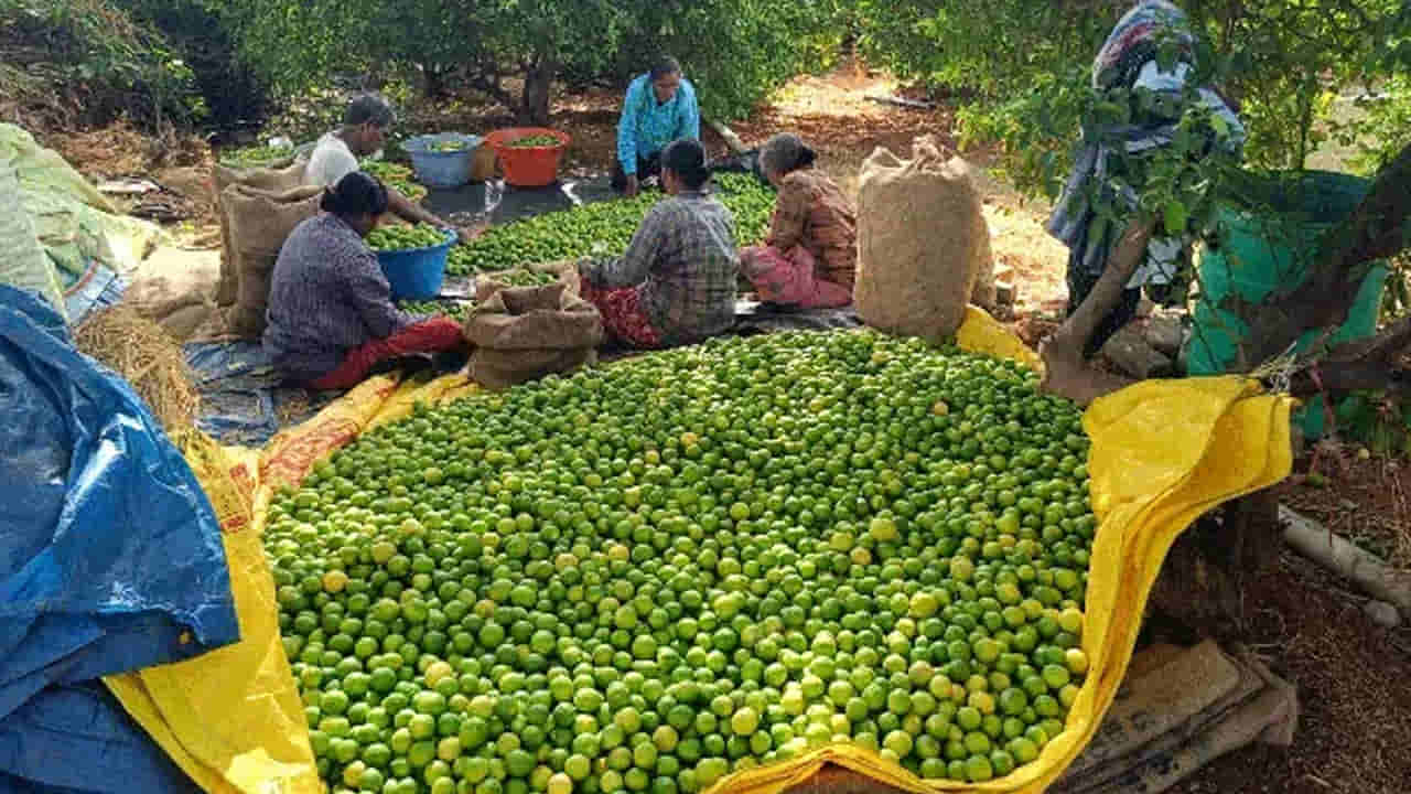 Andhra: ధర దండిగా పెరిగినా దిగులతో నిమ్మ రైతు.. ఎందుకంటే..?