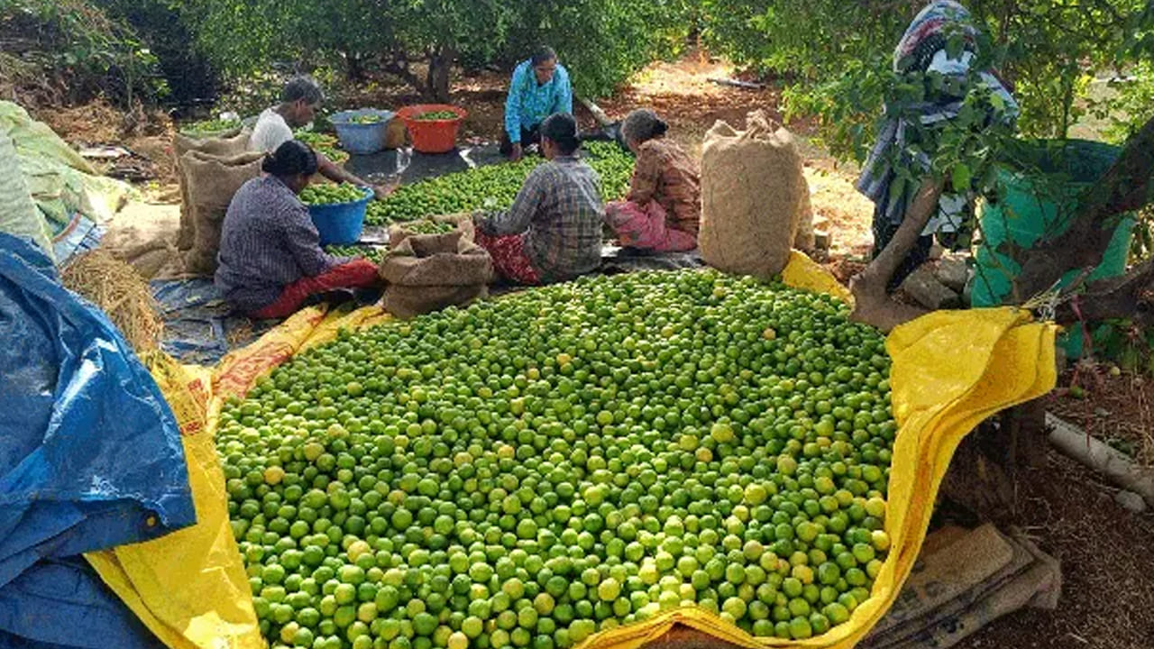 Andhra: ధర దండిగా పెరిగినా దిగులతో నిమ్మ రైతు.. ఎందుకంటే..?