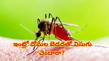 ఇంట్లో దోమల బెడదతో విసుగు చెందారా?4 కుండీల్లో ఈ గడ్డిని పెంచారంటే