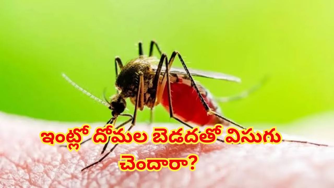 ఇంట్లో దోమల బెడదతో విసుగు చెందారా? 4 కుండీల్లో ఈ గడ్డిని పెంచారంటే ఈజీగా చెక్ పెట్టొచ్చు..!
