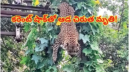 అయ్యో పాపం.. కరెంట్ షాక్‌తో ఆడ చిరుత మృతి! అసలేం జరిగిందంటే..