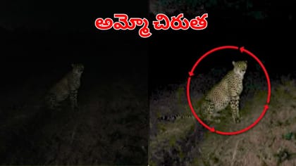 ఆ జిల్లాలో చిరుత సంచారం.. భయంతో వణికిపోతున్న స్థానికులు