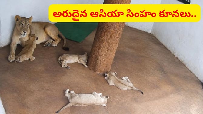 విశాఖలో అరుదైన ఆసియా సింహం కూనలు.. ఎంత చలాకీగా ఉన్నాయో..