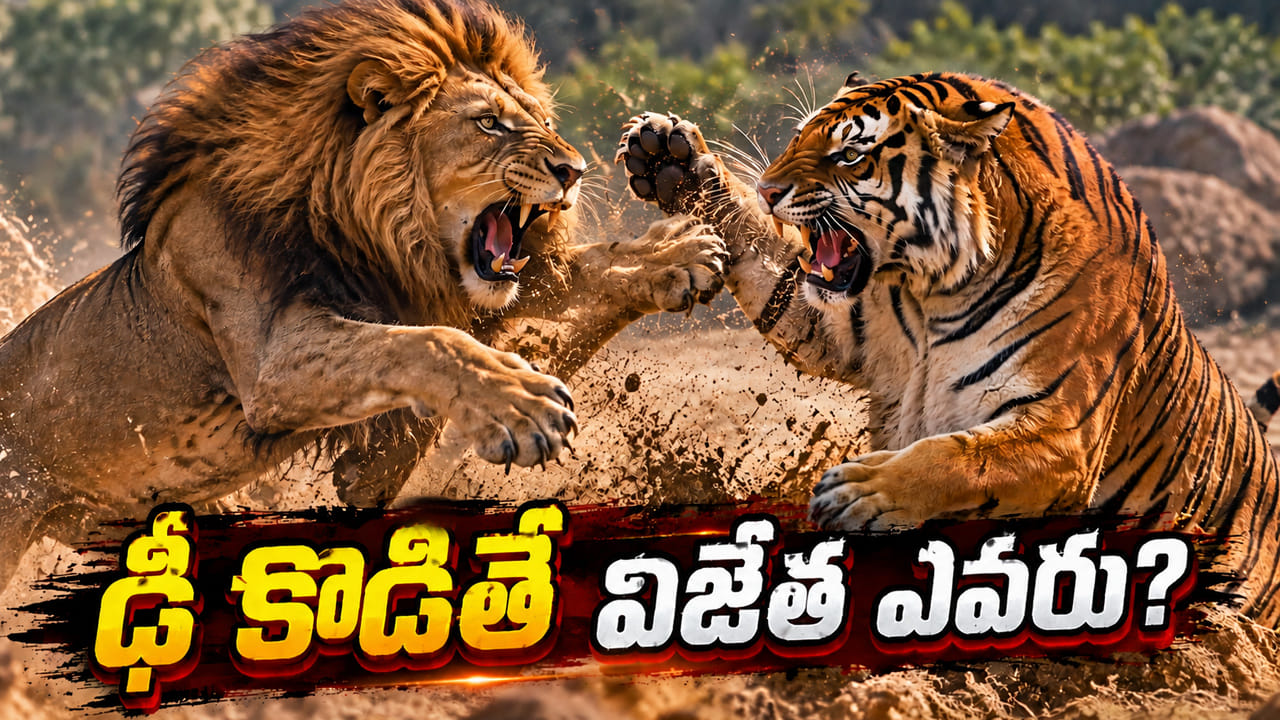 సింహం vs పులి తలపడితే గెలుపు ఎవరిది.. ఆన్సర్ అస్సలు ఊహించలేరంతే..?