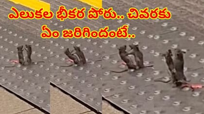 ఎలుకల WWE ఫైట్‌ ఎప్పుడైనా చూశారా..? ఆ భయంకరమైన వీడియో