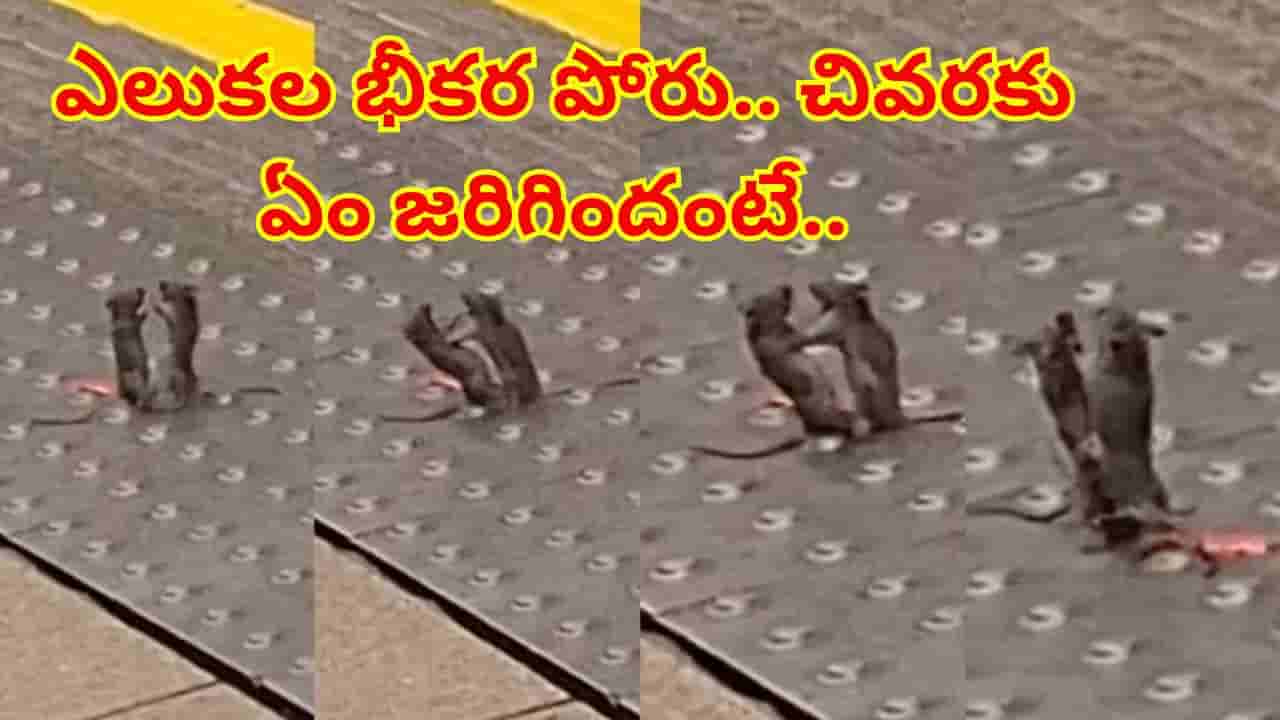బాబోయ్..ఎలుకల WWE ఫైట్ ఎప్పుడైనా చూశారా..? ఆ భయంకరమైన వీడియో చూశారంటే..