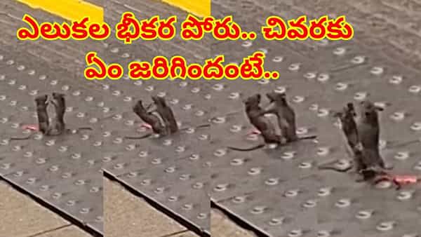 బాబోయ్..ఎలుకల WWE ఫైట్ ఎప్పుడైనా చూశారా..? ఆ భయంకరమైన వీడియో చూశారంటే..