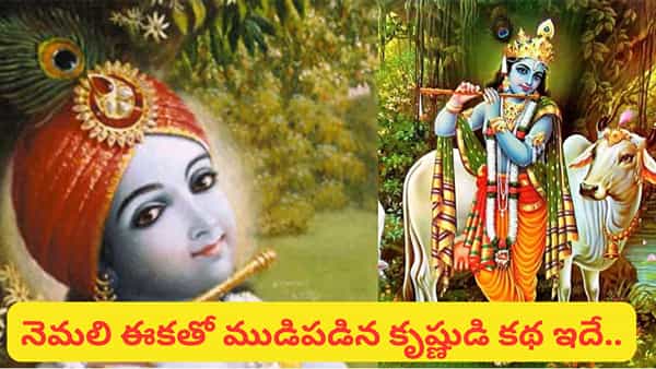 Krishna Janmashtami: కృష్ణుడి తలపై నెమలి ఈక ఎందుకు ఉంటుంది? దీని వెనుక ఉన్న రహస్యం ఇదే!