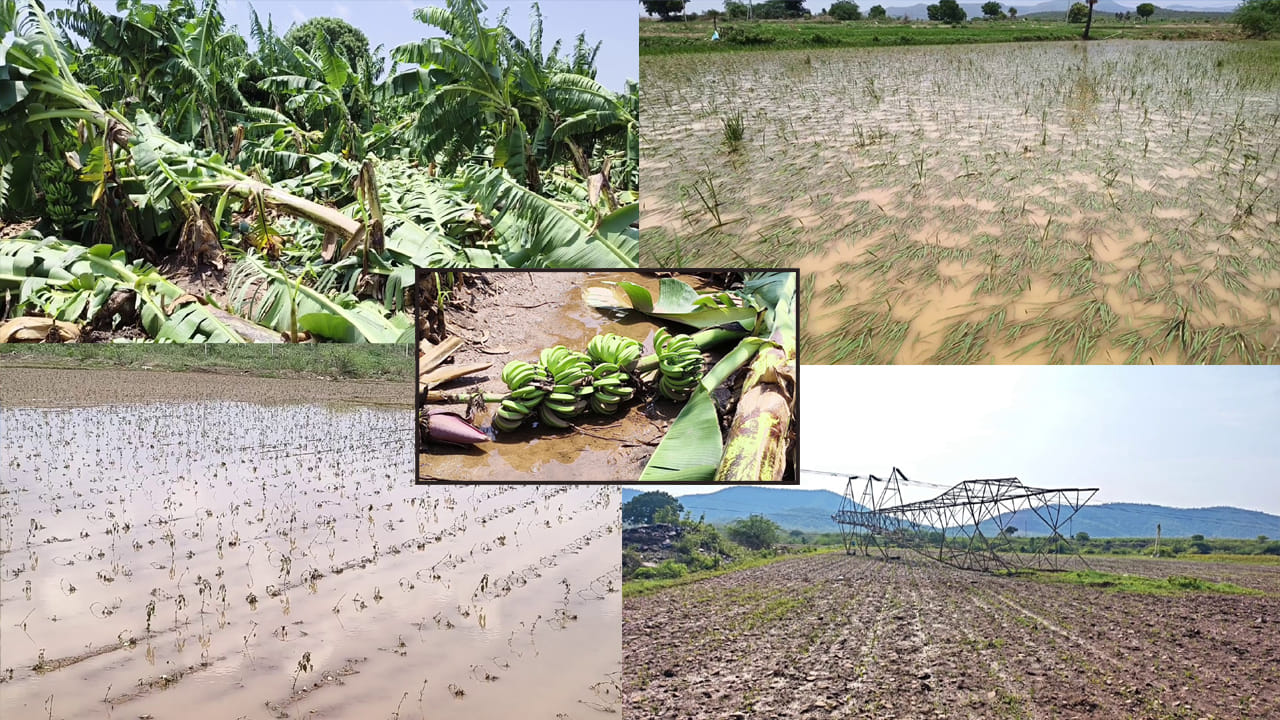 పుల్లలచెరువు ఈదురుగాలుల బీభత్సం: విద్యుత్ టవర్ నేలమట్టం, అరటి, మిర్చి రైతులకు భారీ నష్టం
