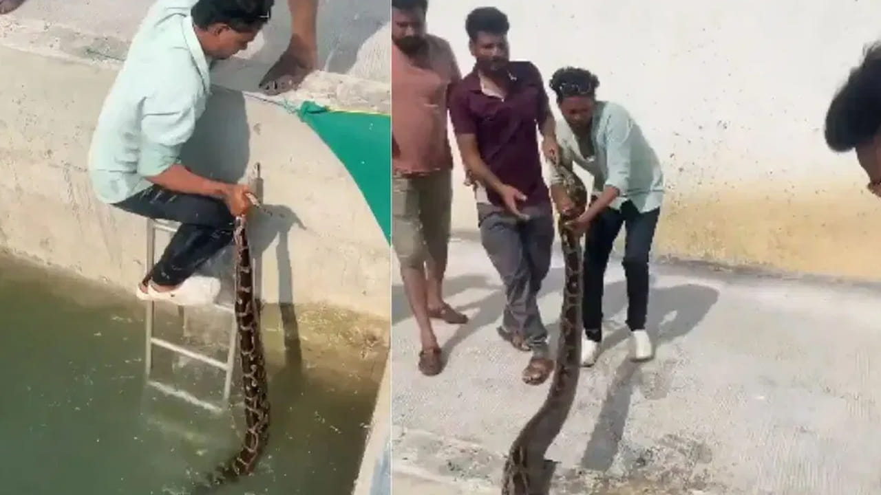 Video: ప్రాణం తీసే కొండచిలువకే ప్రాణం పోశాడు.. ఈ వీడియో చూస్తే..