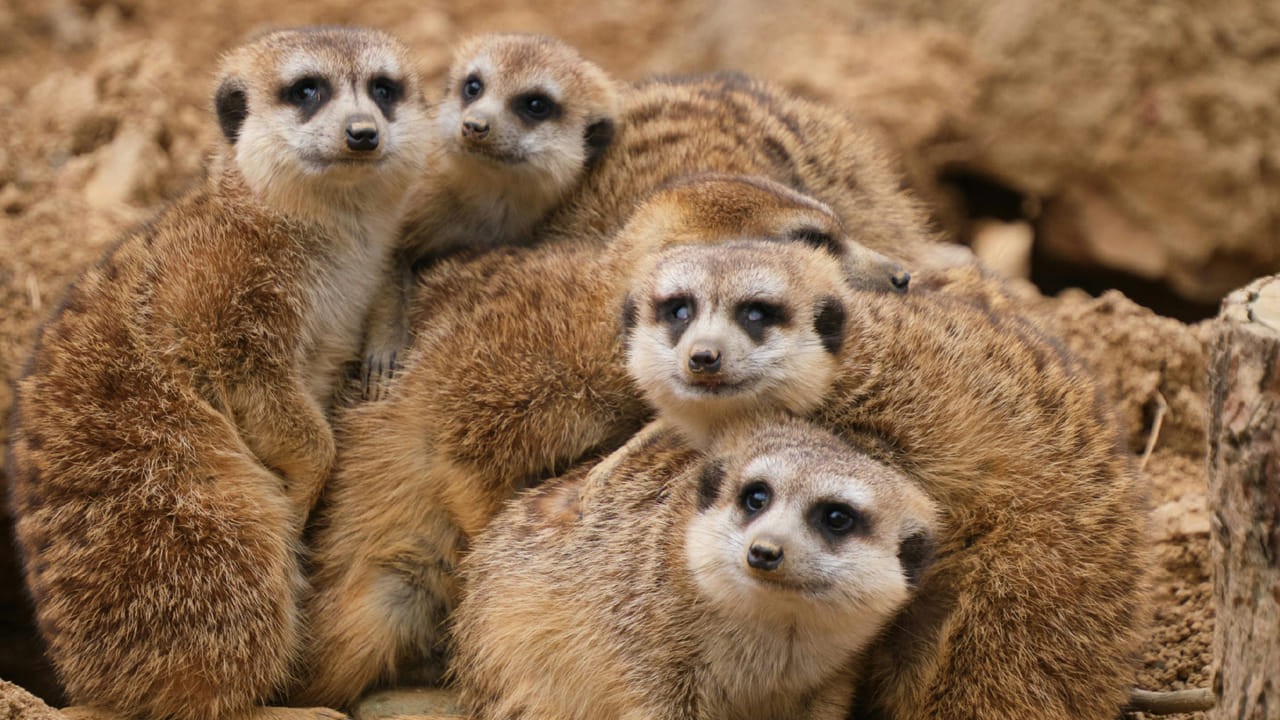 చిన్న శరీరం.. పెద్ద ధైర్యం.. కలహారి ఎడారిలో మీర్క్యాట్స్ మనుగడ ఎలా?
