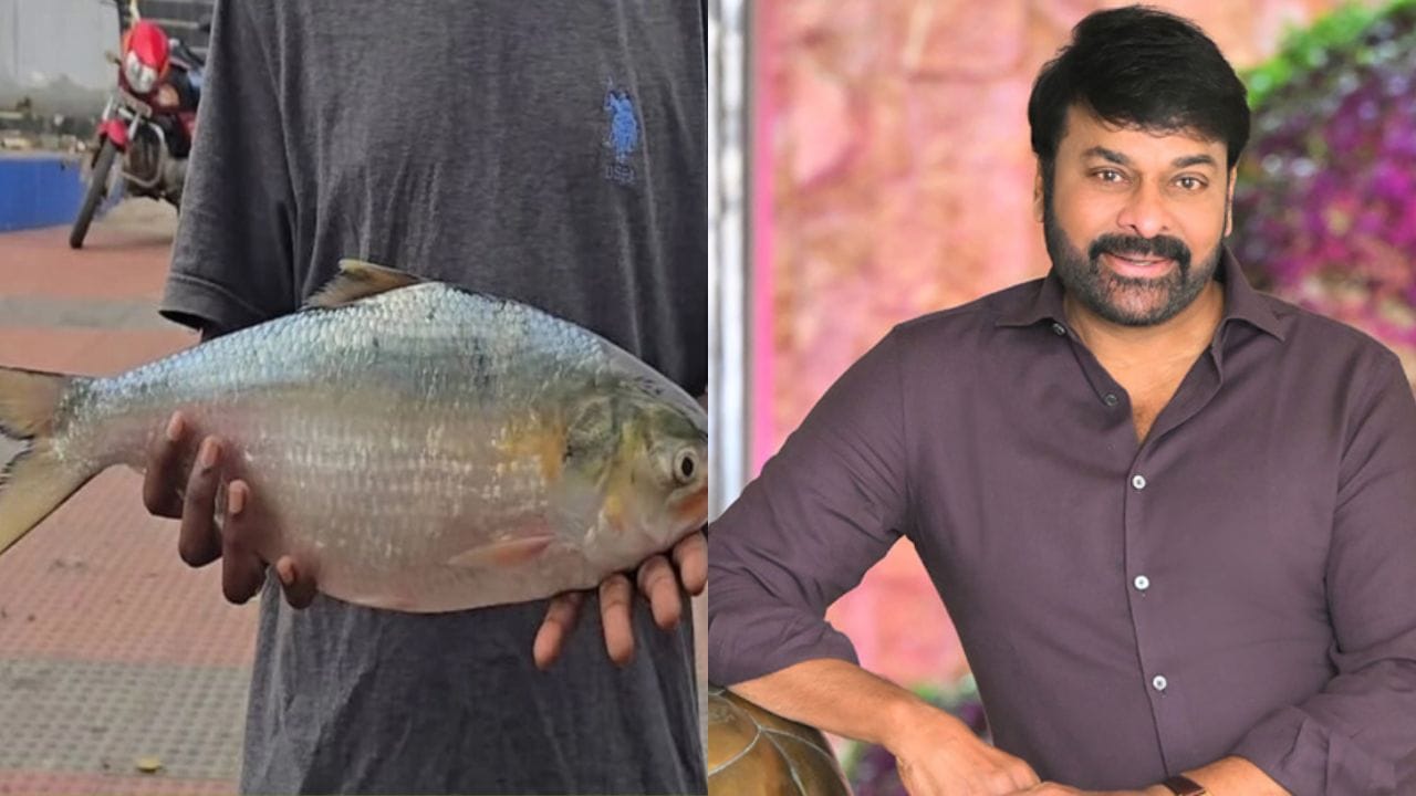 మెగాస్టార్ ఇంటికి గోదావరి పులస.. అభిమాన హీరో కోసం యానాం నుంచి స్పెషల్ గిఫ్ట్!