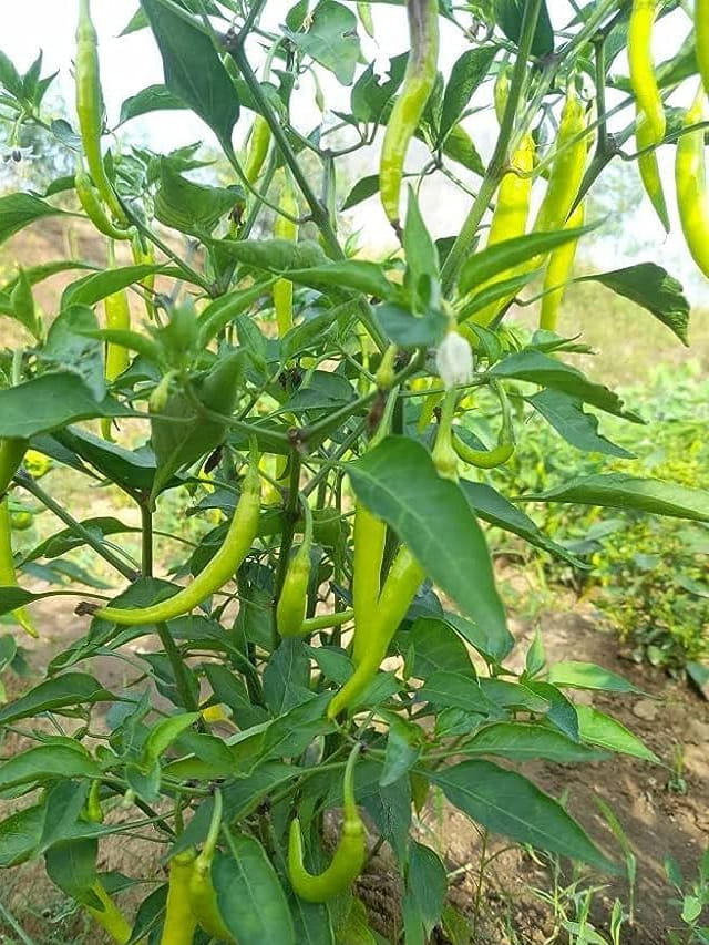 కూరల్లో కారమే వాడాలా? మిర్చిలు తుంచి వేసినా సరిపోతోందా కూరల్లో కారమే వాడాలా? మిర్చిలు తుంచి వేసినా సరిపోతోందా