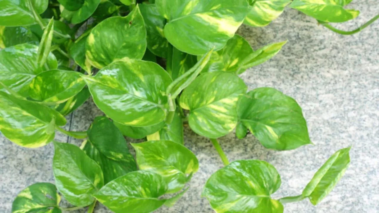 Money Plant 1