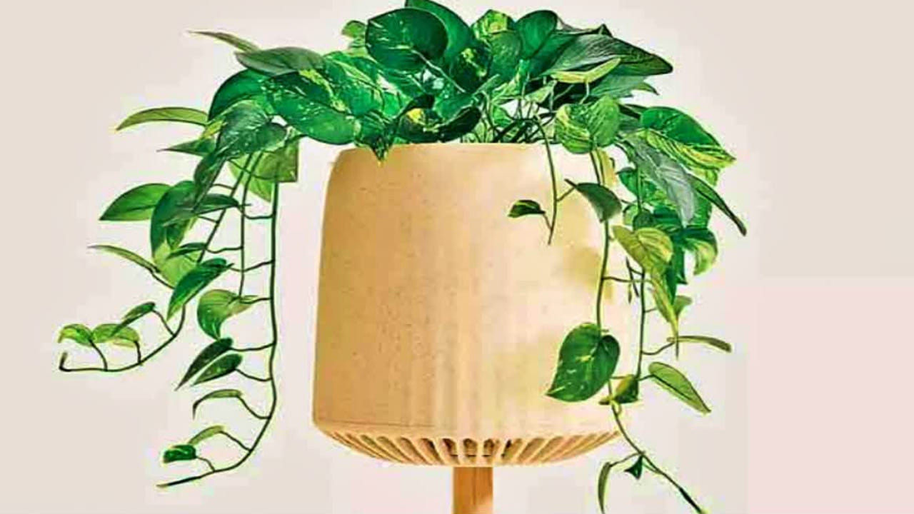 Money Plant