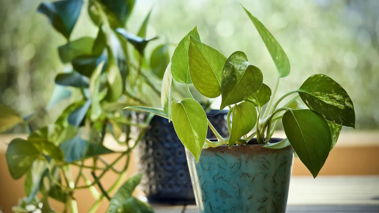 Money Plant