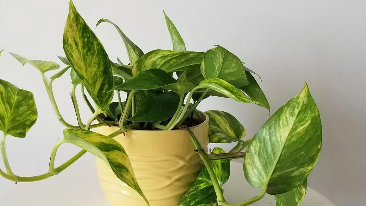Money Plant 2
