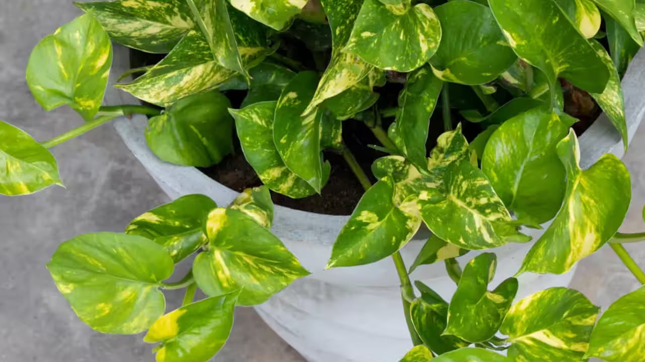 Money Plant 3