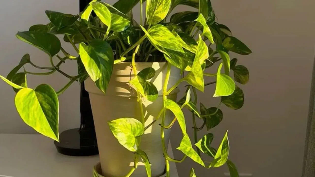 Money Plant 4