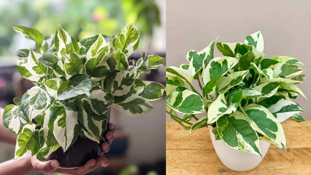 Money Plant On Friday