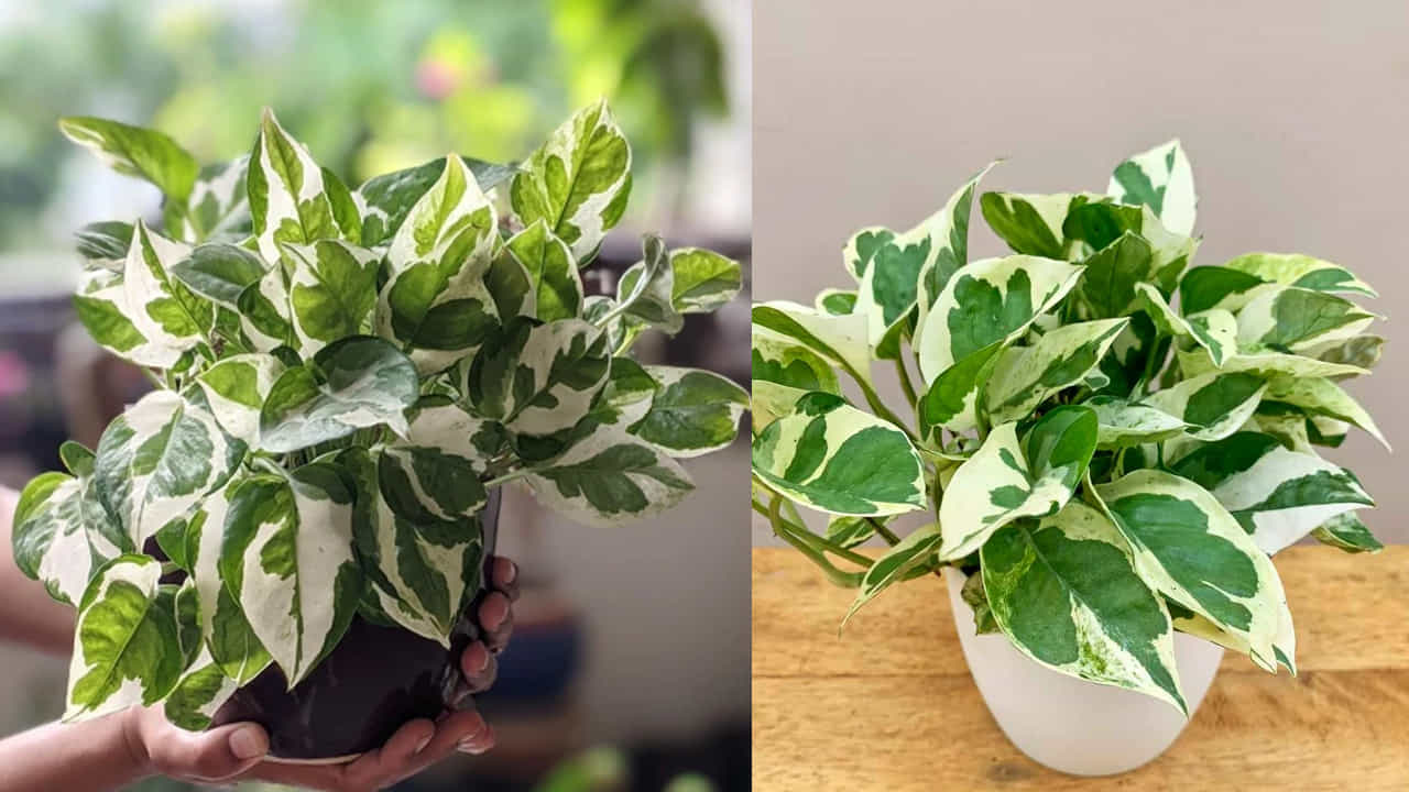 Money Plant On Friday