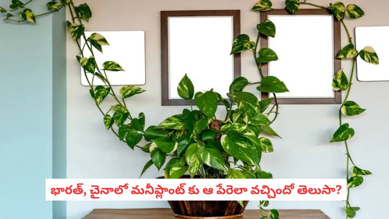 Money Plant: భారత్, చైనాలో మనీప్లాంట్ కు ఆ పేరెలా వచ్చిందో తెలుసా?