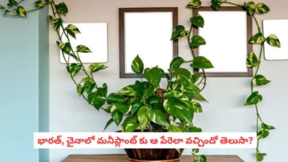 భారత్, చైనాలో మనీప్లాంట్ కు ఆ పేరెలా వచ్చిందో తెలుసా?