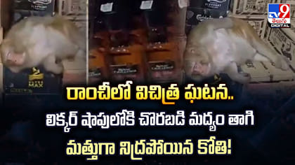 మద్యం షాపులోకి చొరబడి మద్యం తాగి మత్తుగా పొడుకున్న కోతి