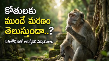 కోతులకు మరణం ముందుగానే తెలుస్తుందా? పరిశోధనలో ఆసక్తికర విషయాలు!