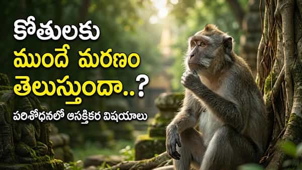 కోతులకు మరణం ముందుగానే తెలుస్తుందా..? అడవిలో వాటి మృతదేహాలు ఎందుకు కనిపించవు? ఆ రహస్యాలివే!