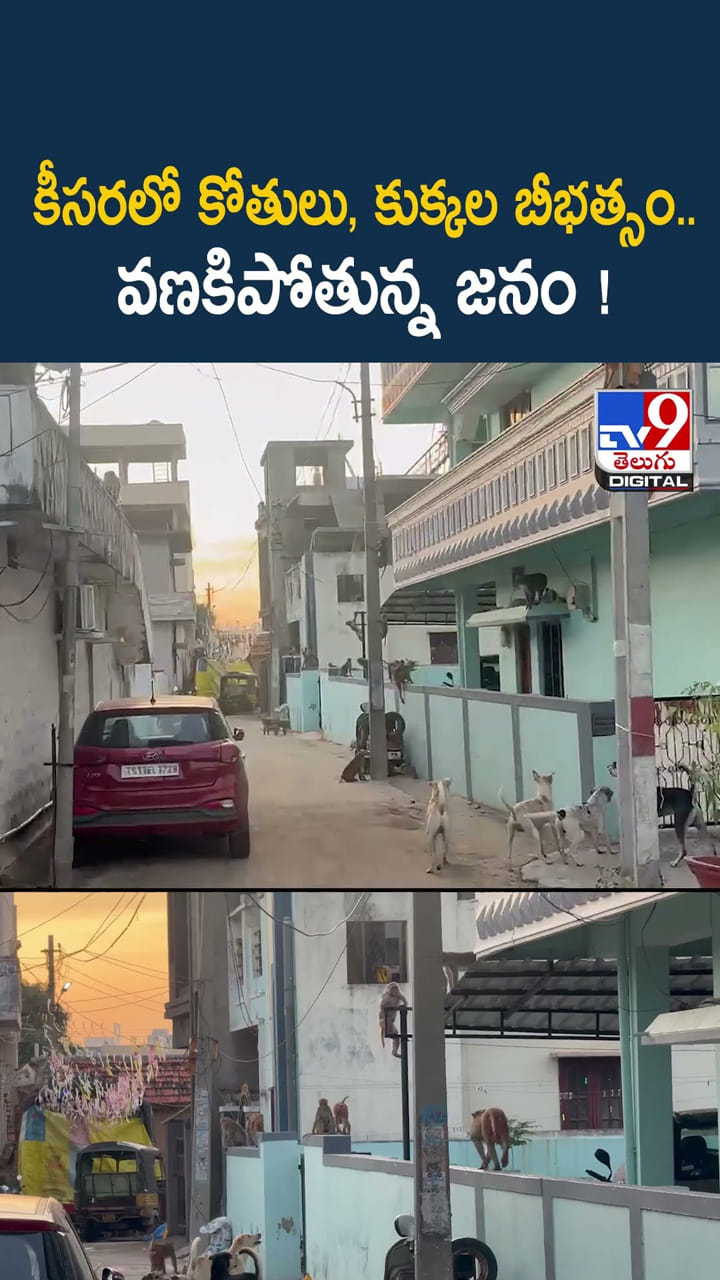 కీసరలో కోతులు, కుక్కల బీభత్సం.. వణకిపోతున్న జనం
