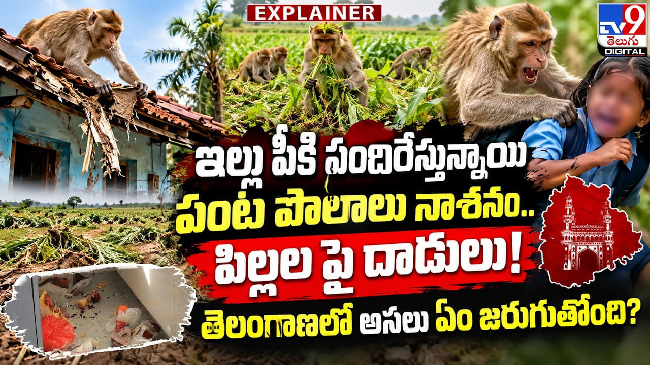 ఇల్లు పీకి పందిరేస్తున్నాయి పంట పొలాలు నాశనం.. పిల్లల పై దాడులు! తెలంగాణలో అసలు ఏం జరుగుతోంది? – politics