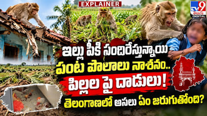 ఇల్లు పీకి పందిరేస్తున్నాయి పంట పొలాలు నాశనం.. పిల్లల పై దాడులు!