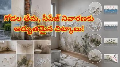 వర్షాకాలంలో గోడల బూజు,తేమ సమస్యతో ఇబ్బంది పడుతున్నారా? ఈ చిట్కాలు