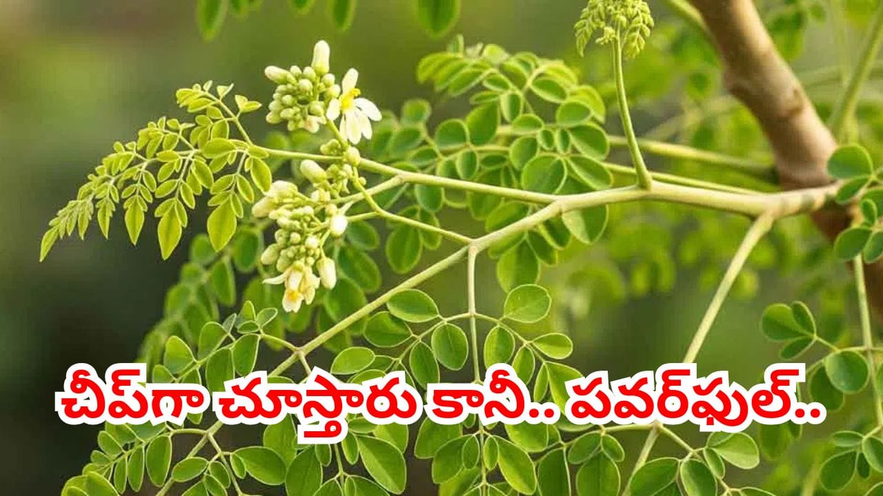 మోకాళ్ల నొప్పులను తరిమికొట్టి, ఎముకలను బలంగా మార్చే మహౌషధం.. ఇంటి పక్కన ఉండే ఈ ఆకులు తింటే చాలు..
