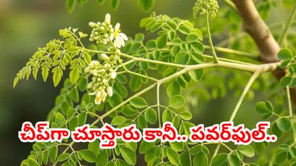 ఊర్లల్లోని ఇళ్ల పక్కనే మహౌషధం.. మునగాకు ప్రయోజనాలు తెలిస్తే..