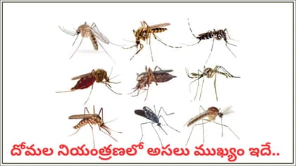 దోమల బెడదతో విసిగిపోయారా? ఈ సహజ చిట్కాలతో దోమలను తరిమేయండి!