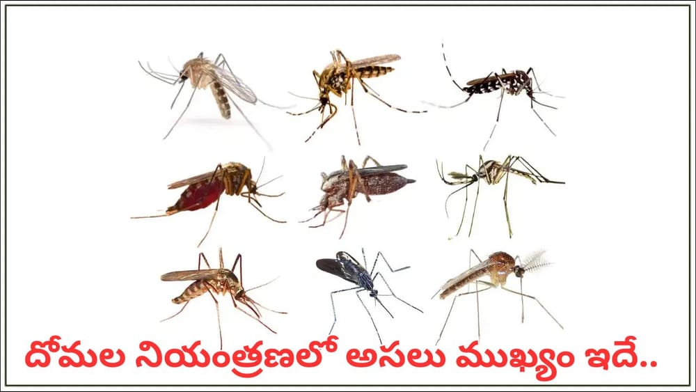 దోమల బెడదతో విసిగిపోయారా? ఇంట్లోనే ఈ సహజ చిట్కాలతో దోమలను తరిమేయండి!