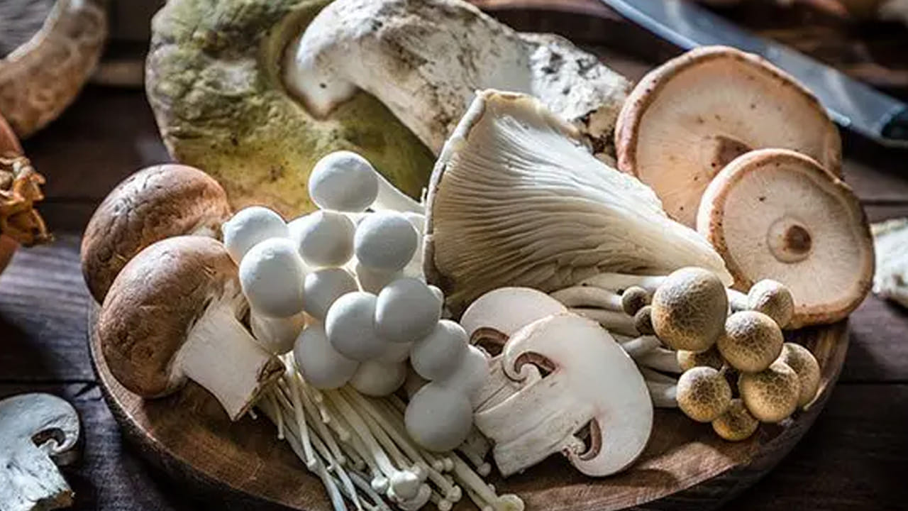 Mushrooms 1