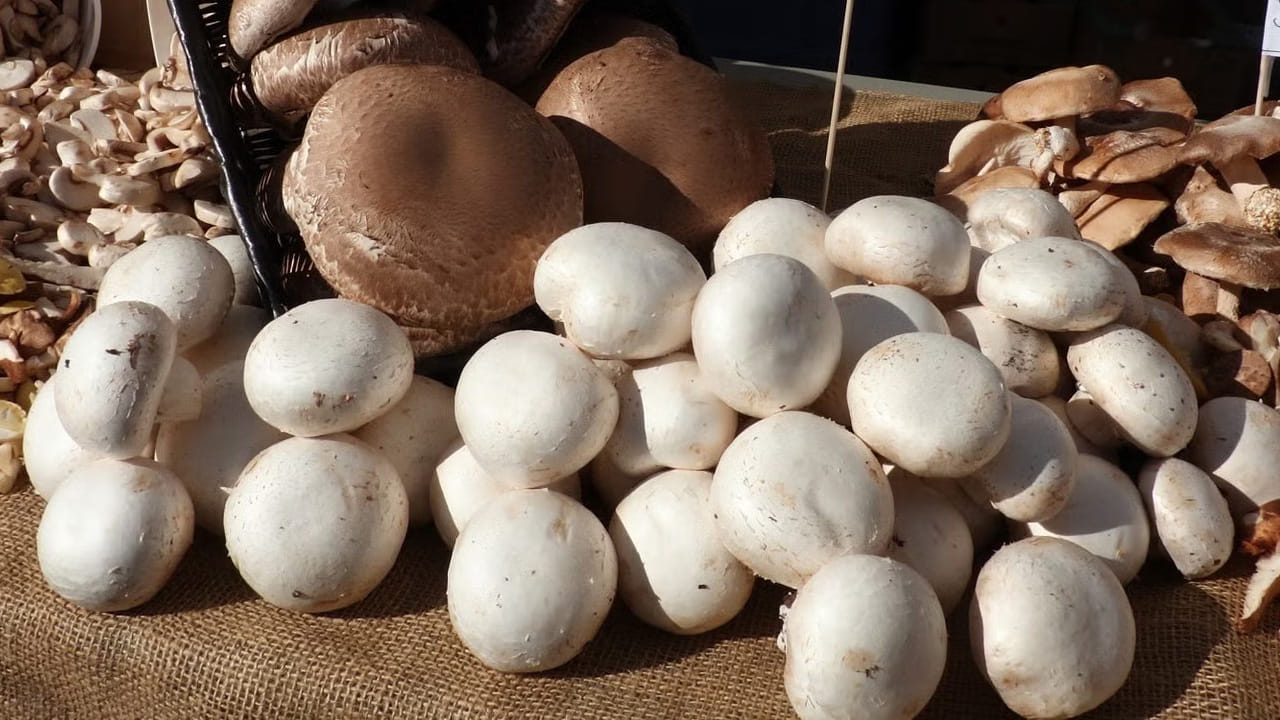 Mushrooms 2