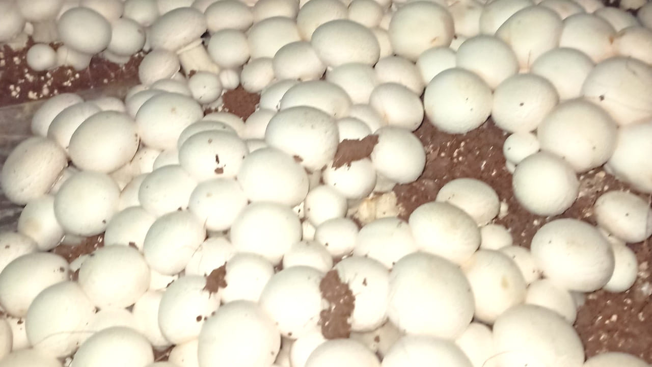 Mushrooms 4