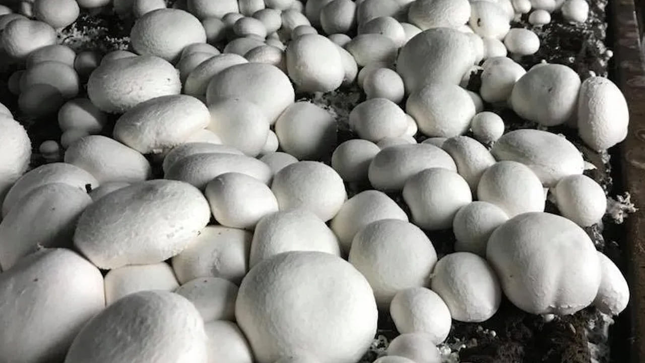 Mushrooms 5