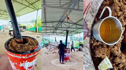 ఆవ నూనె వంటల్లో వాడటం మంచిదేనా..?